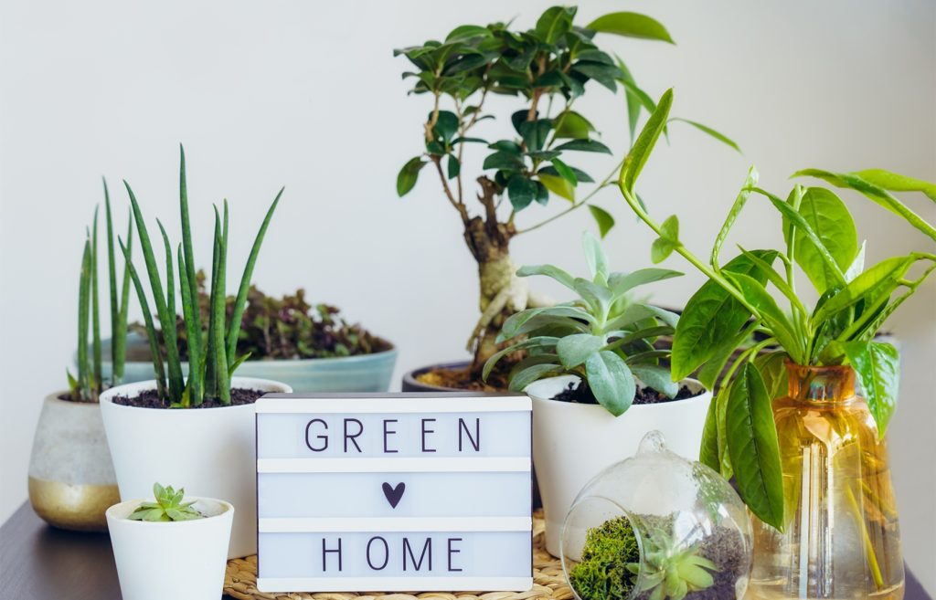 Interior apartament - plante verzi